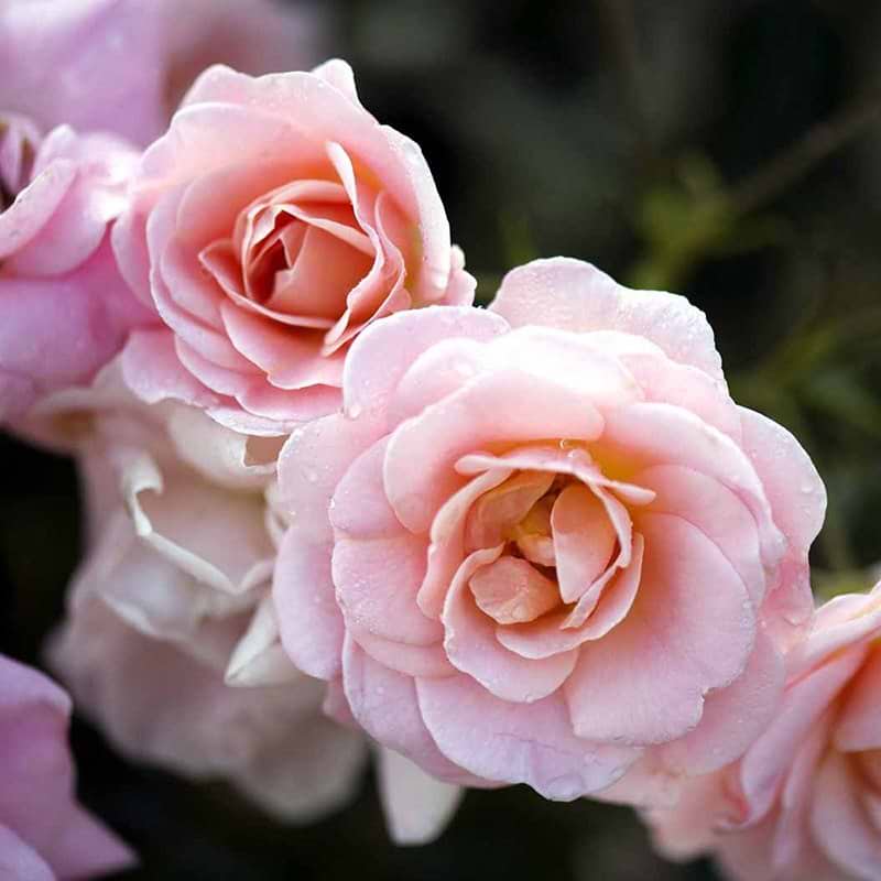 Dronning Margrethe rose opstammet
