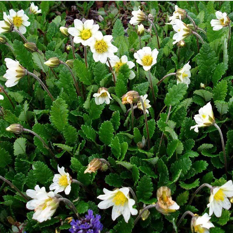 Rypelyng hvid blomst
