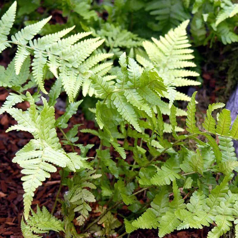 Almindelig mangeløv dryopteris filixmas
