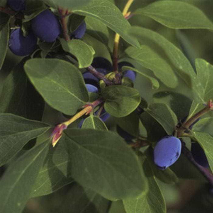 KOLOGISK HONNINGBR/MAJBR (LONICERA KAMTSCHATICA 'DUET') 30-50 cm