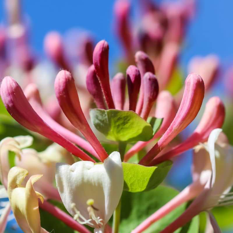 Duft kaprifolie (Lonicera periclymenum 'Harlequin')