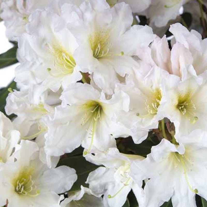 Rhododendron Dufthecke Hvid INKARHO
