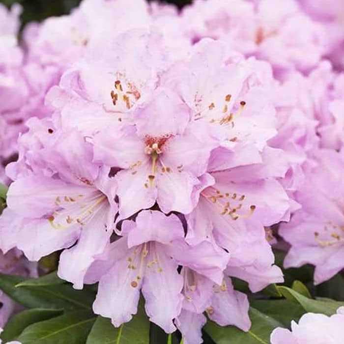 Rhododendron (Rhododendron 'Dufthecke Rosa INKARHO') 30-40 cm