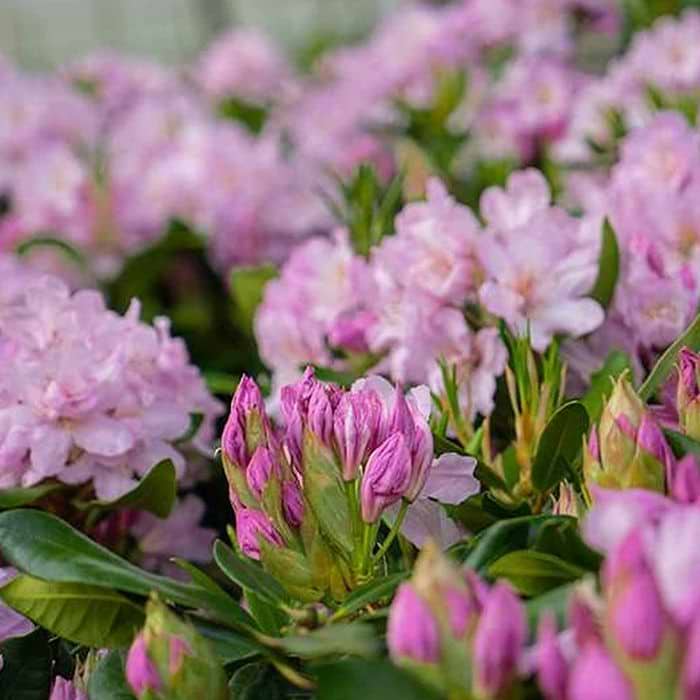 Rhododendron (Rhododendron 'Dufthecke Rosa INKARHO') 30-40 cm