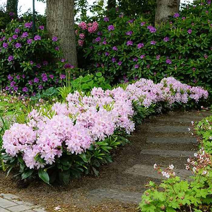 Rhododendron (Rhododendron 'Dufthecke Rosa INKARHO') 30-40 cm