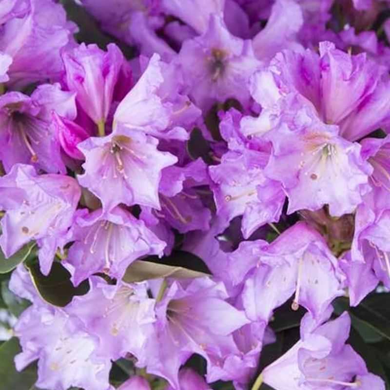 Rhododendron (Rhododendron 'Dufthecke Violet INKARHO®') 30-40 cm