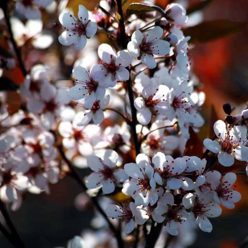 Dværgblodblomme