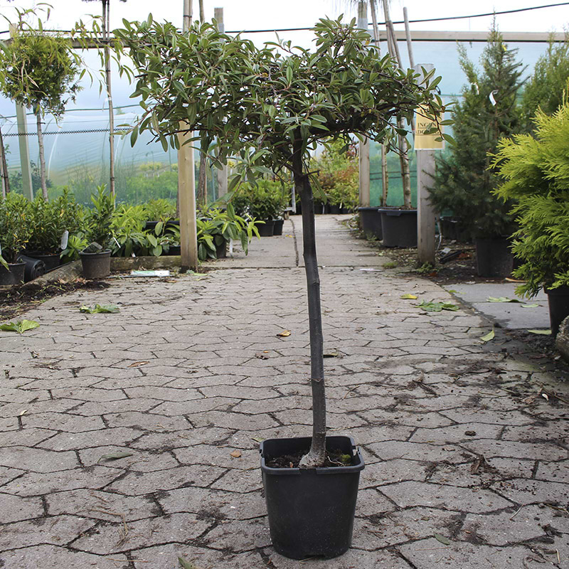 Cotoneaster Salicifolius 'Gnom'