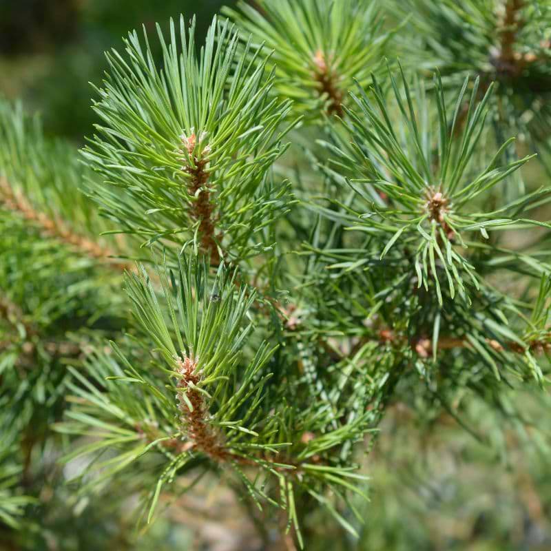 Østrisk dværgfyr (Pinus nigra 'Nana') 60-70 cm