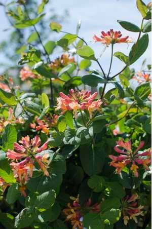 Kaprifolie (Lonicera hybride Celestial') 40-60 cm