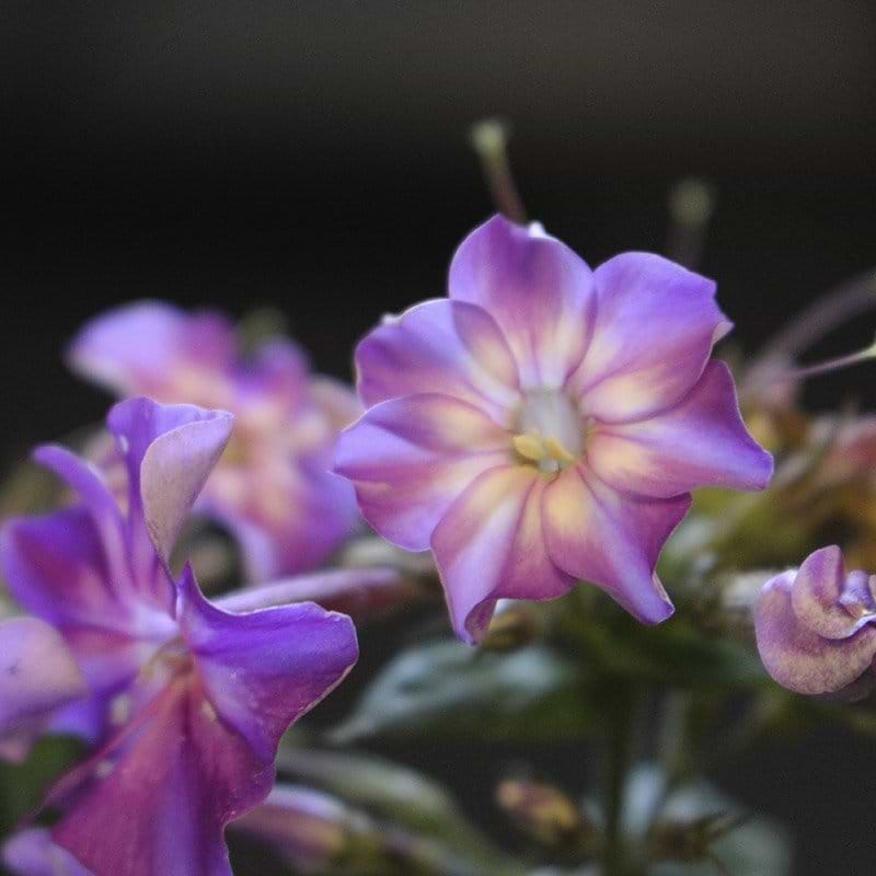 Høstfloks Phlox Early Purple Eye