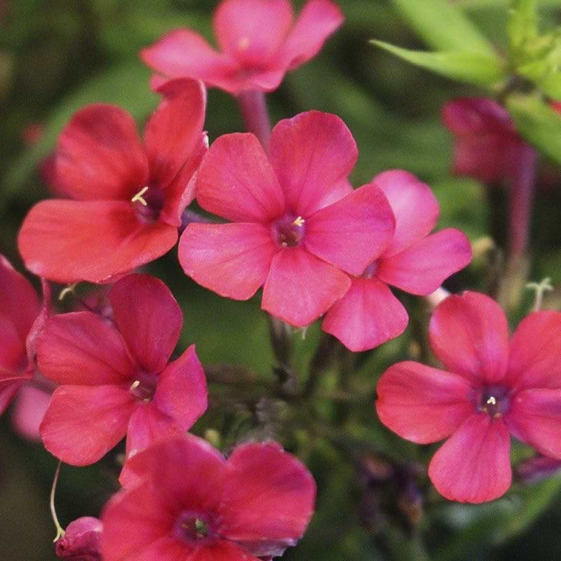 Floks Phlox Early Red Rød