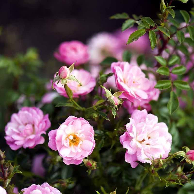 Easy cover rose