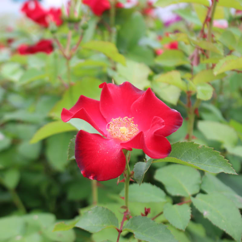 Buketrose (Rosa Easy Elegance® 'Screaming Neon Red™'(BAIneon)) - Potterose
