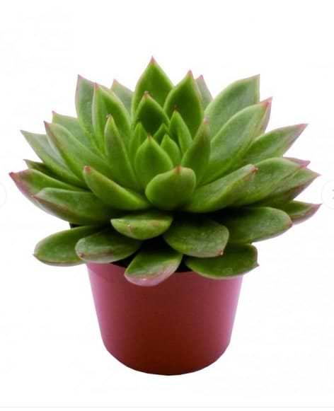 Echeveria Agavoides