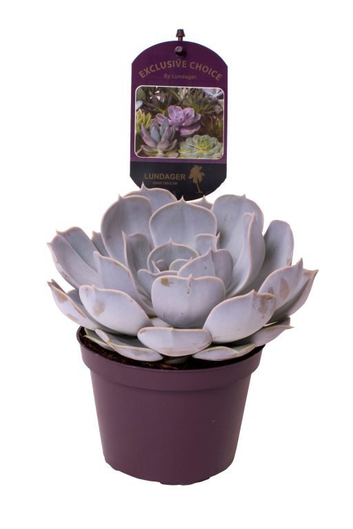 Echeveria Lilacina