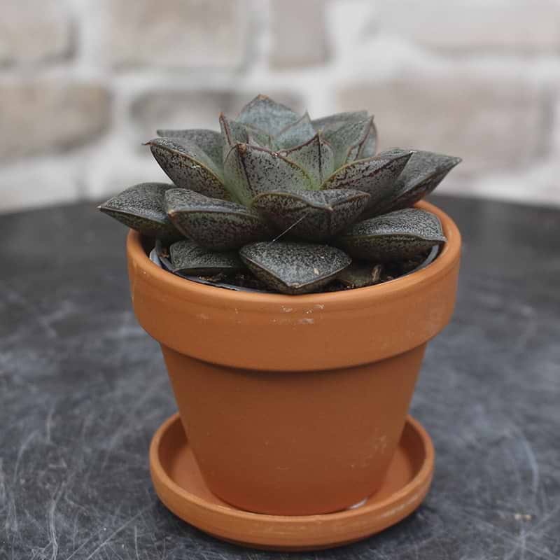 Echerveria purpursorum
