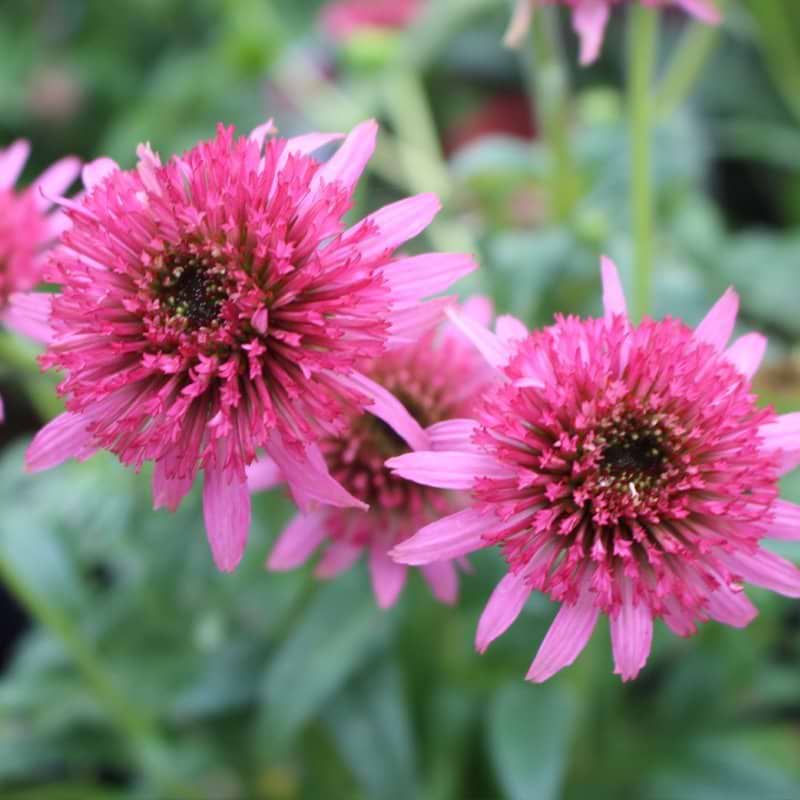 Purpursolhat (Echinacea  'Butterfly Kissis') Potte 2L