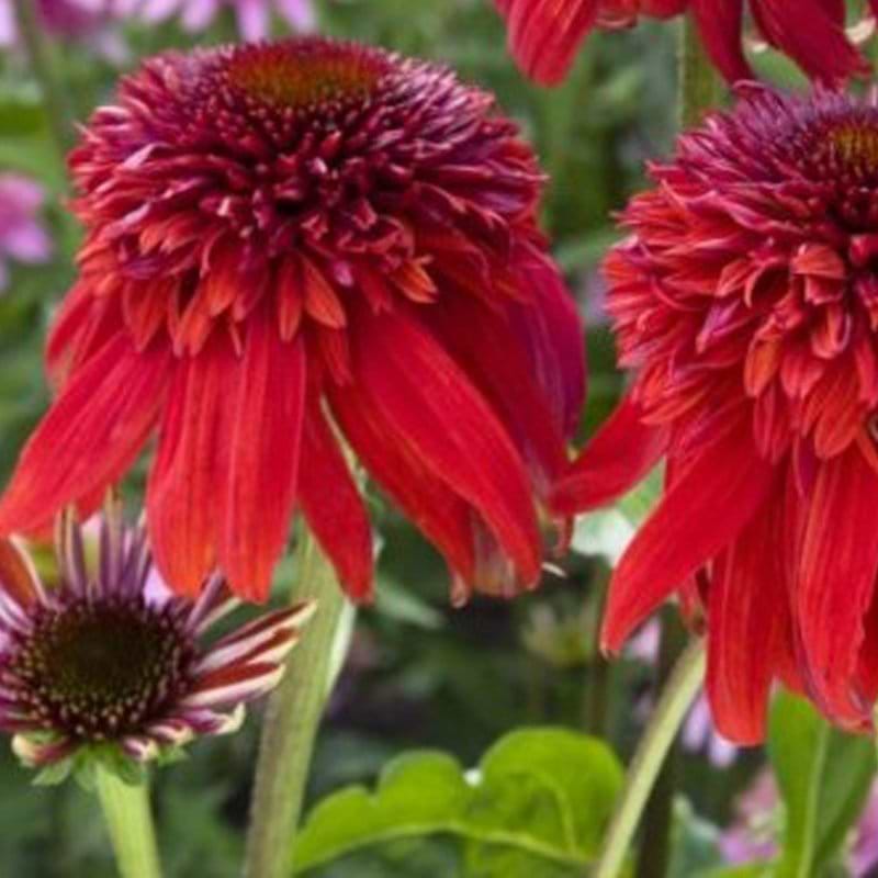 Echinacea Eccentric