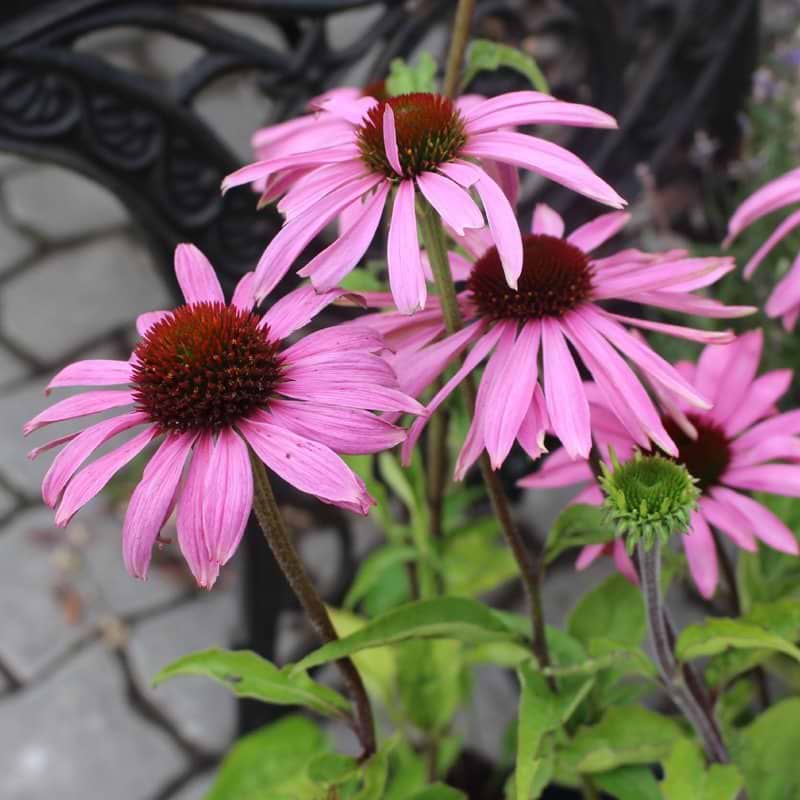 Purpursolhat (Echinacea purpurea 'Baby Swan Pink')