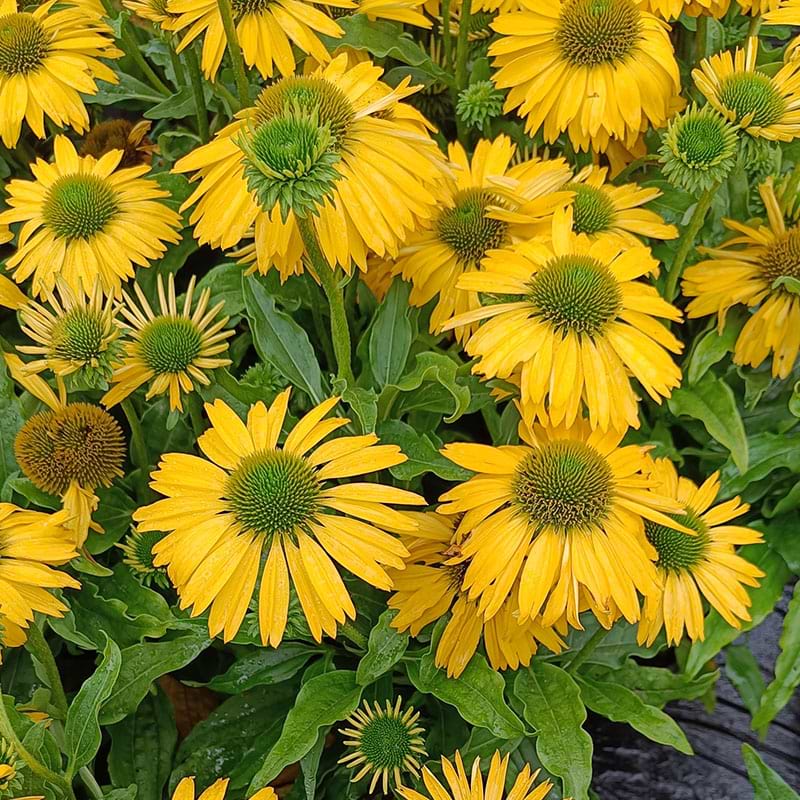 Echinacea SunSeekers Citrus
