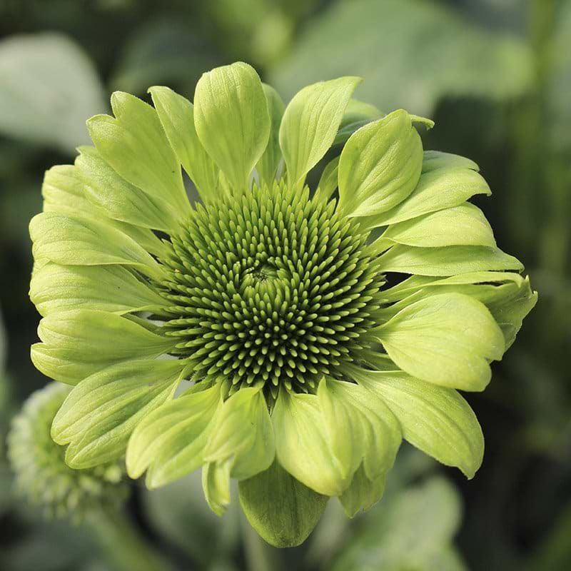 Purpursolhat Echinacea Green Jewel