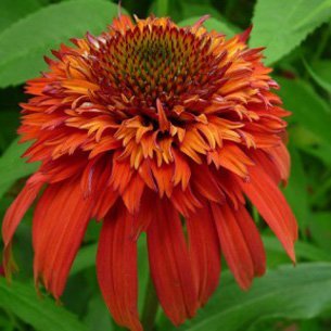 Purpursolhat (Echinacea 'Hot Papaya') Potte 2 liter