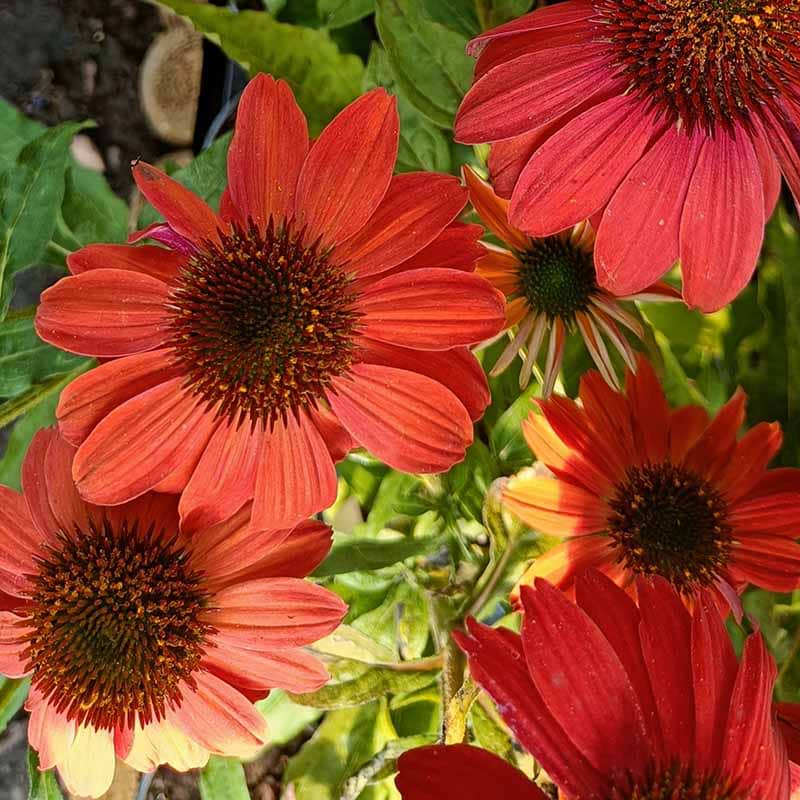 Echinacea Purpurea Lakota Red