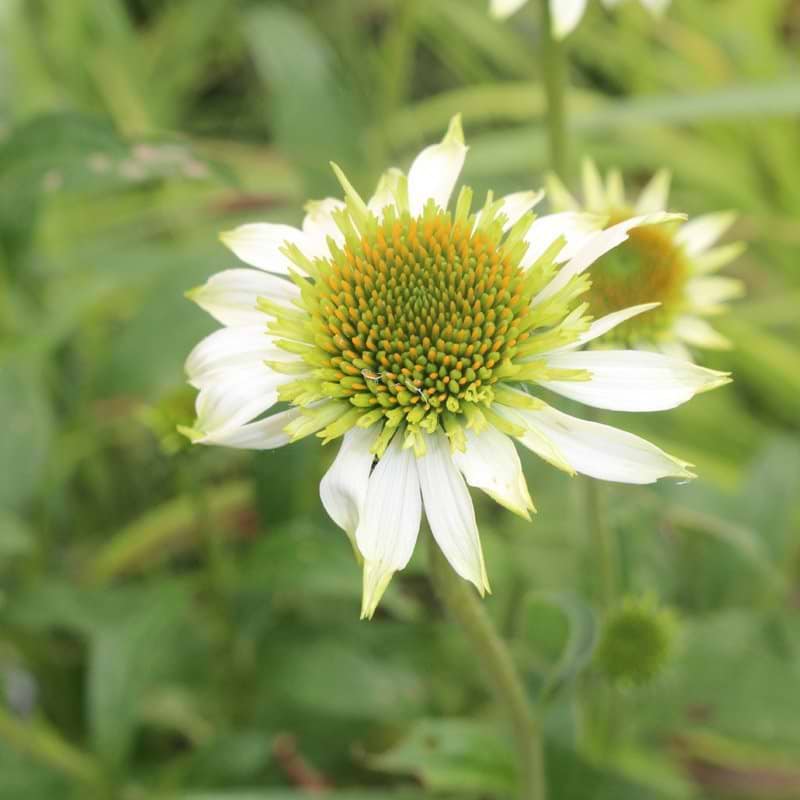 Purpursolhat (Echinacea 'Milkshake')