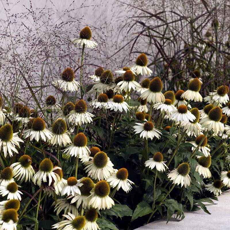 hvide blomster