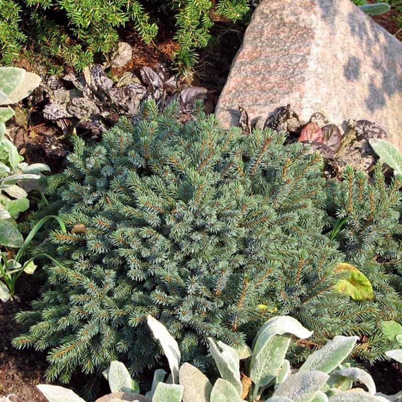 Picea glauca Echiniformi