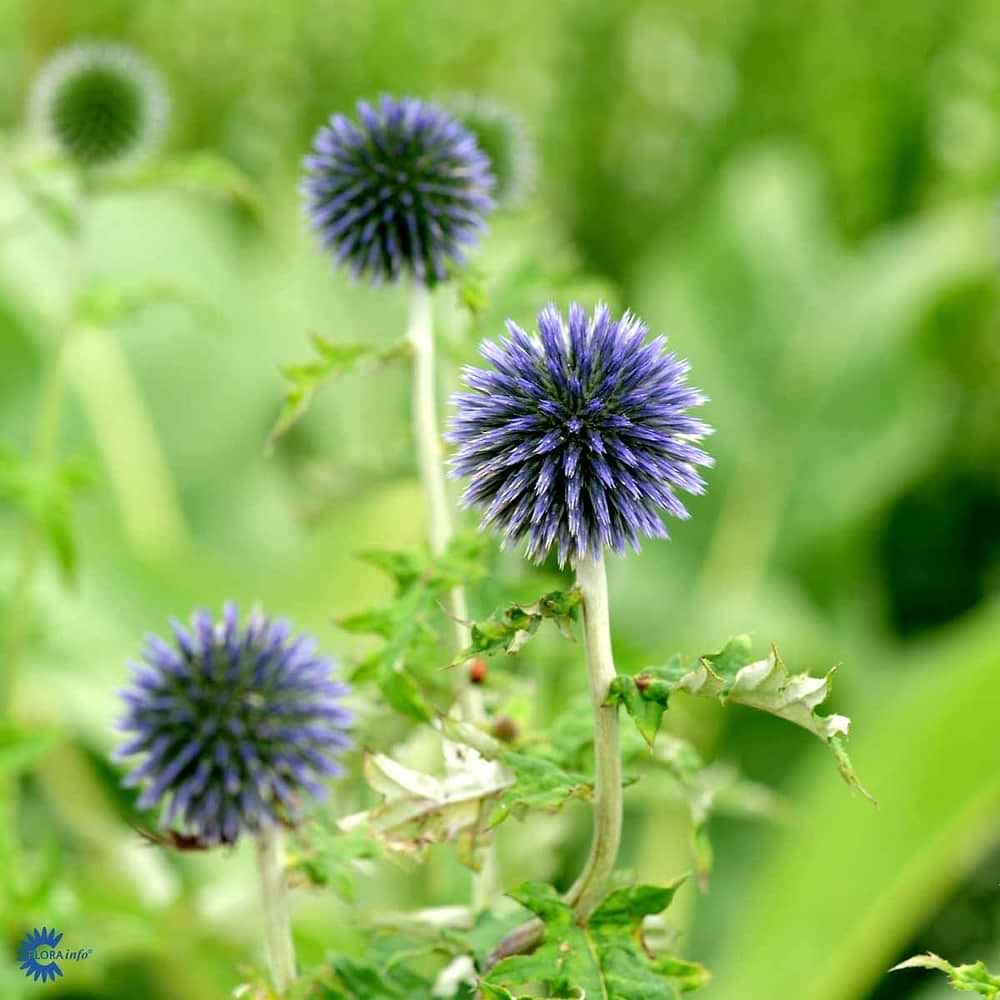Echinops ritro