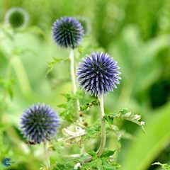 Tidselkugle (Echinops ritro)
