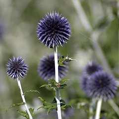 Kugletidsel (Echinops ritro 'Veitch's Blue')