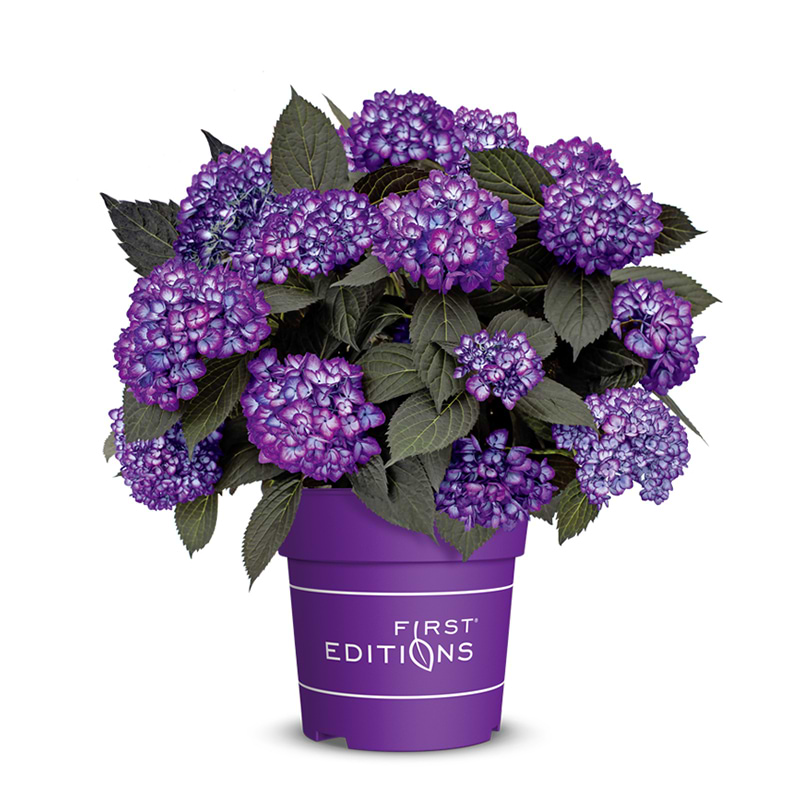 Hortensia Hydrangea macrophylla Eclipse First edition purple