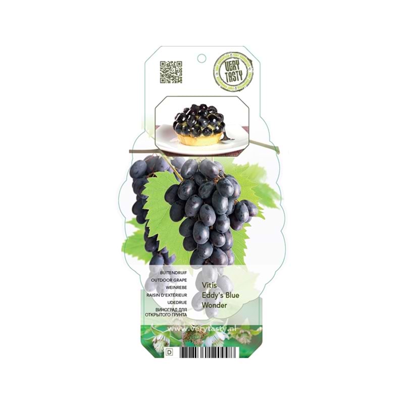 VINDRUE (VITIS VINIFERA 'EDDY'S BLUE WONDER')