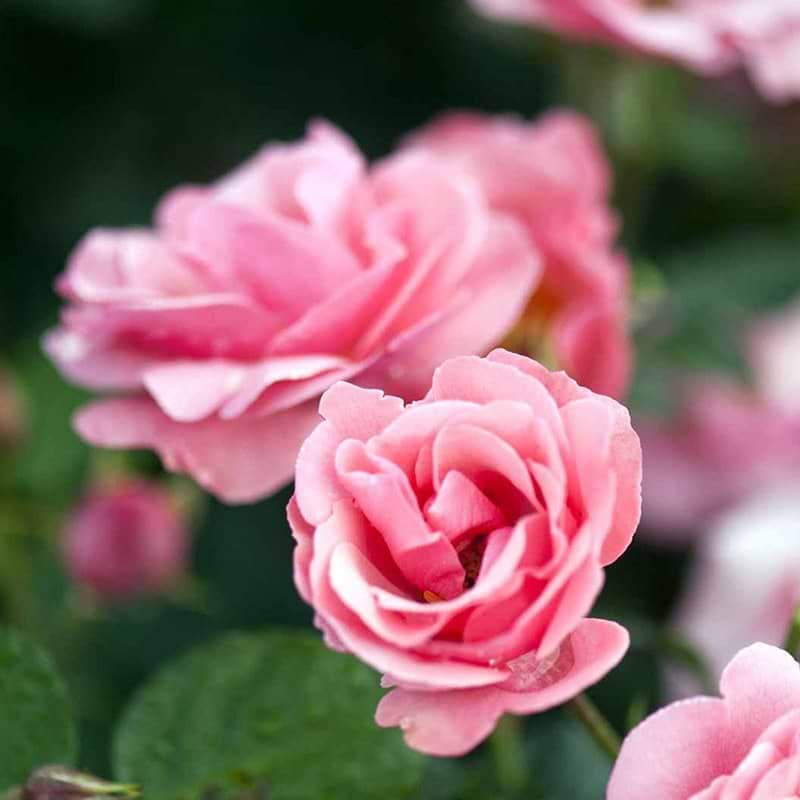Egeskov rose opstammet