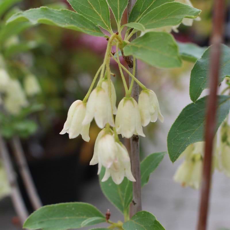 Pagodebusk Albiflorus blomst