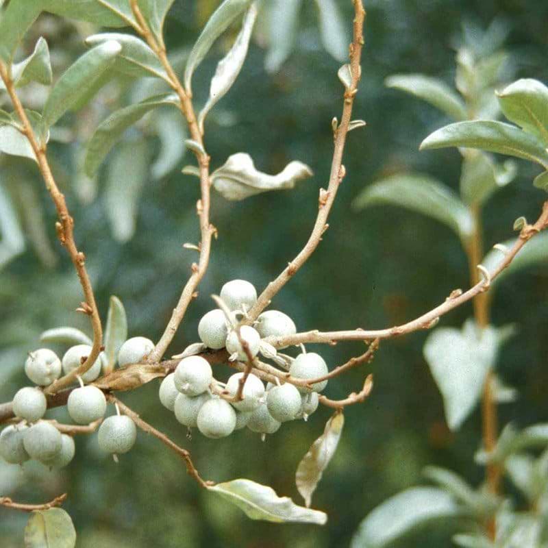 Elaeagnus commutata