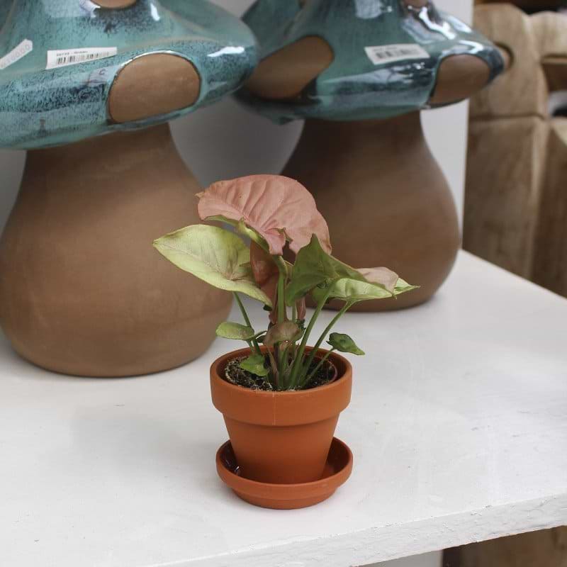 miniplante elefantøre