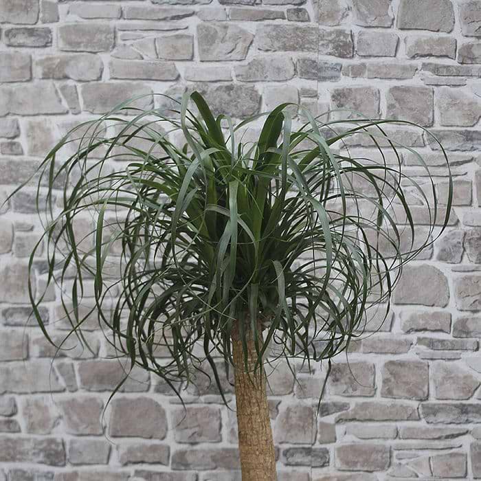 monstera variegata neues blatt Monstera Variegata | Seltene Zimmerpflanze main image 1