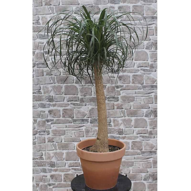 Beaucarnea Recurvata
