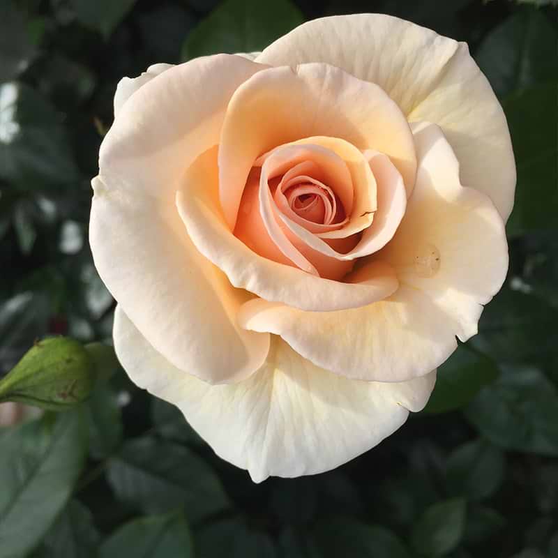 elins rose blomst