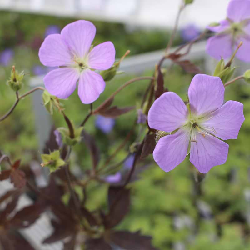 Storkenæb (Geranium maculatum 'Elizabeth Ann')