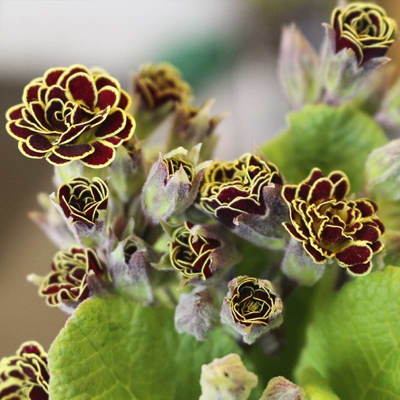 Primula rød og gul
