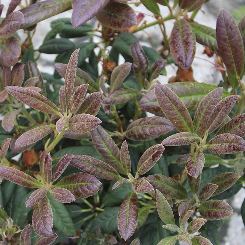 red folage rhododendron