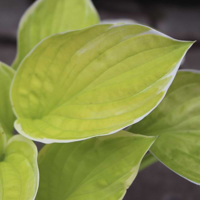 Smuk grøn hosta