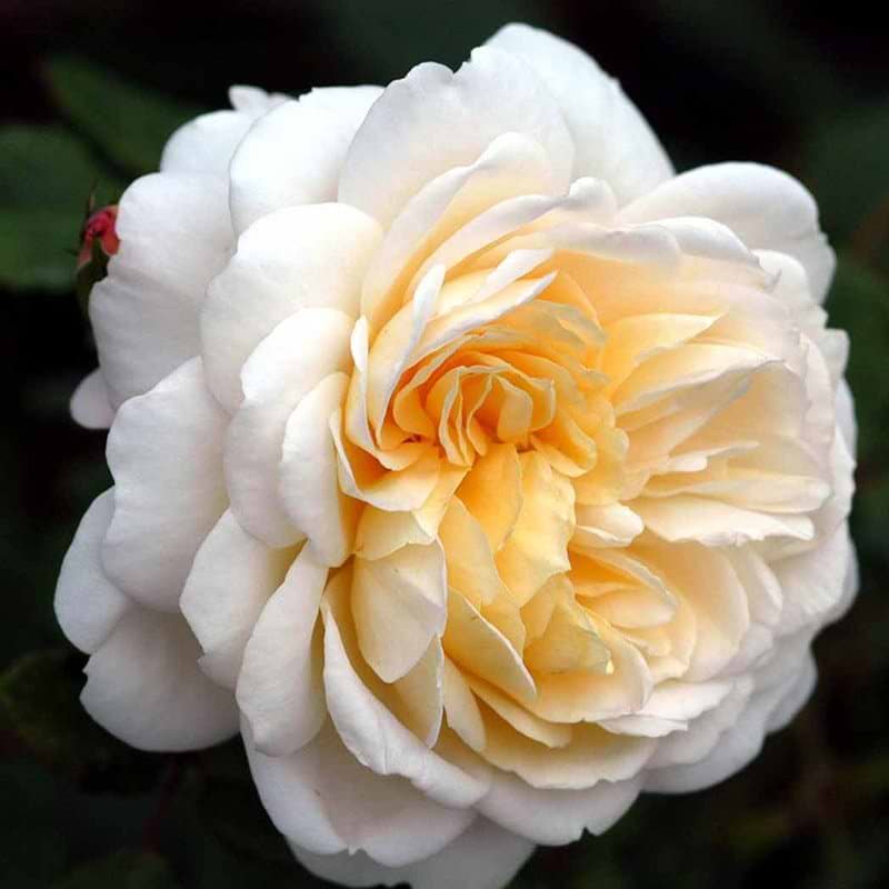 Engelsk rose Emanuel