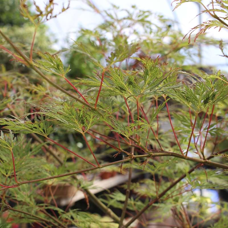 Acer palmatum Emerald Lace løv