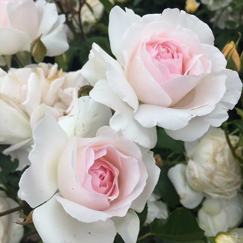 Buketrose (Rosa 'Emmelie de Forest' Plant’n’Relax®')  - Potterose